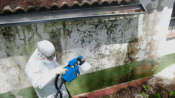 Mold Removal service in Marysville